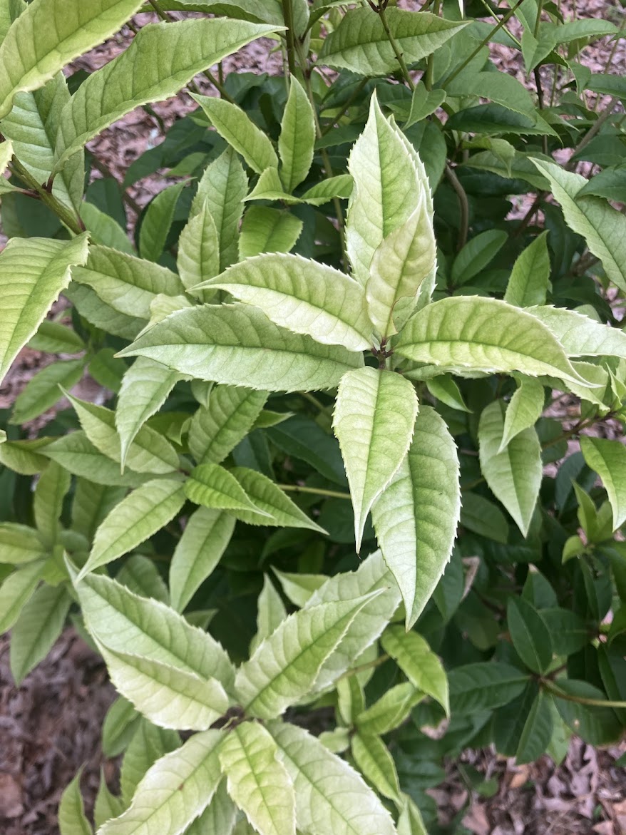 Osmanthus fragrans 'Ogon' RARE