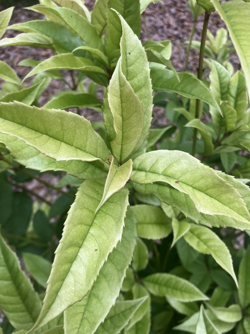 Osmanthus fragrans 'Ogon' RARE