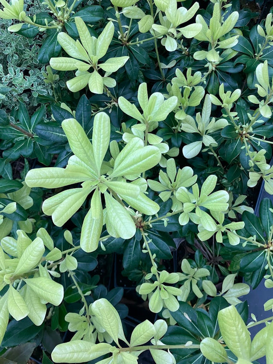 Pittosporum tobira 'Spring Bouquet'  RARE