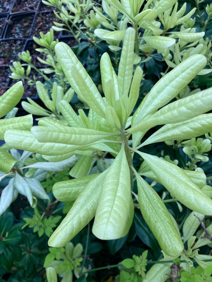 Pittosporum tobira 'Spring Bouquet'  RARE