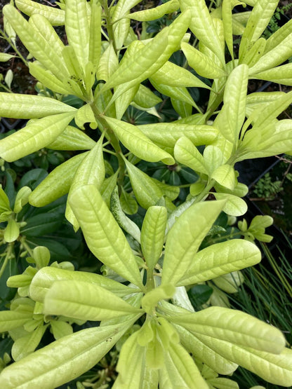 Pittosporum tobira 'Spring Bouquet'  RARE