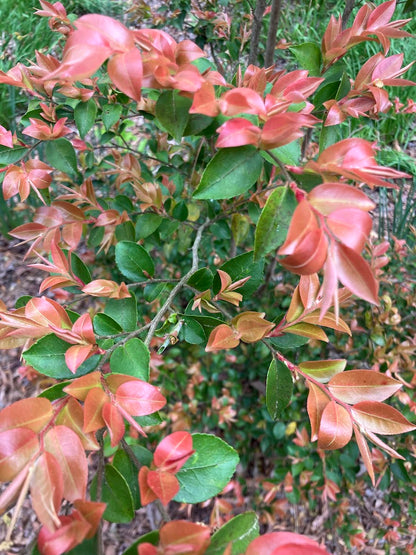 Camellia transnokoensis "Hogan" RARE