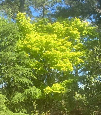 Acer palmatum 'Katsura' Rare Japanese Maple Tree
