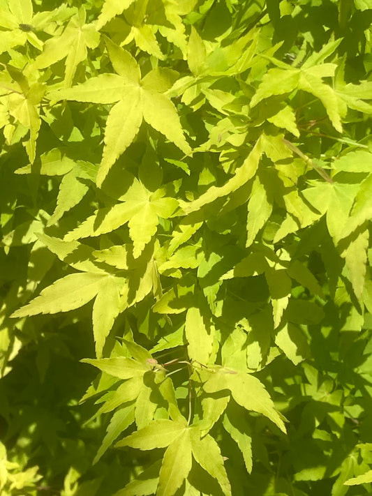 Acer palmatum 'Katsura' Rare Katsura Japanese Maple Tree