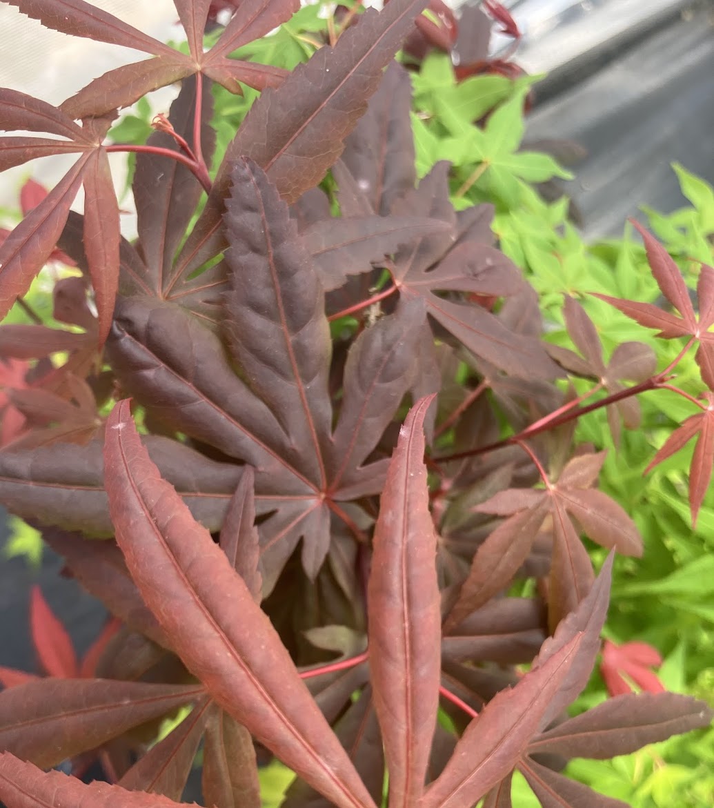 Acer palmatum 'Hime Shojo' Dwarf Red Japanese Maple