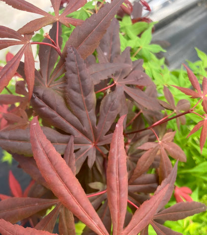Acer palmatum 'Hime Shojo' Dwarf Red Japanese Maple