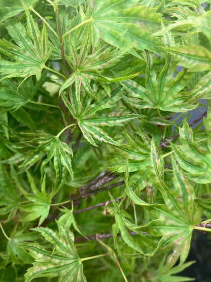 Acer palmatum 'Abigail Rose' Dwarf Variegated Japanese Maple