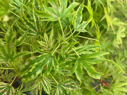Acer palmatum 'Abigail Rose' Dwarf Variegated Japanese Maple