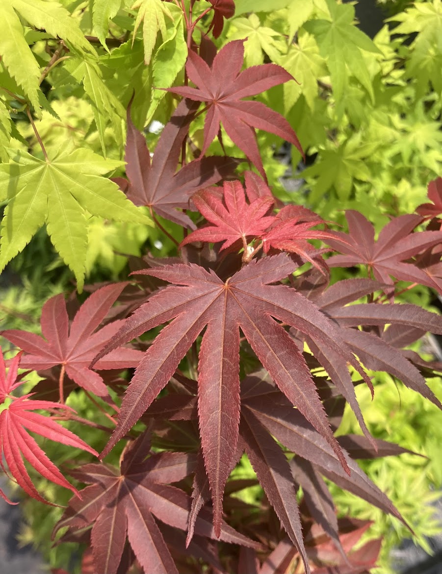Acer palmatum 'Pixie'