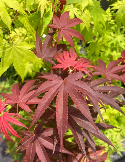 Acer palmatum 'Pixie'