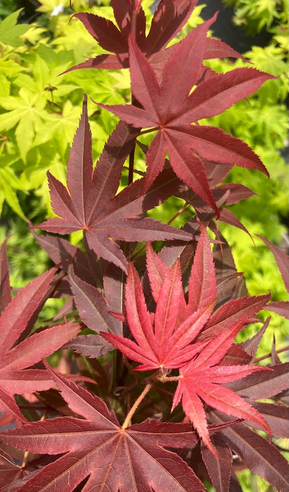 Acer palmatum 'Pixie'