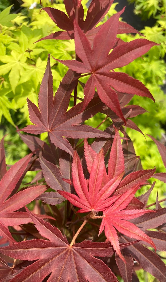 Acer palmatum 'Pixie'
