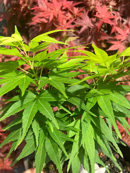 Acer palmatum 'Mikawa Yatsubusa' Dwarf Japanese Maple