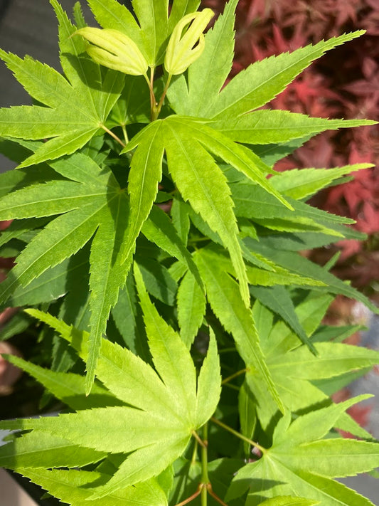 Acer palmatum 'Mikawa Yatsubusa' Dwarf Japanese Maple