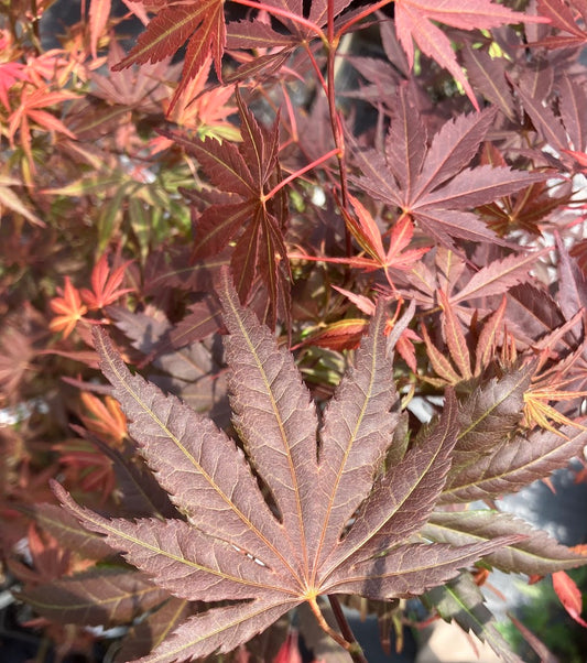 Acer palmatum 'Little Cindy' Dwarf Red 'Little Cindy' Japanese Maple