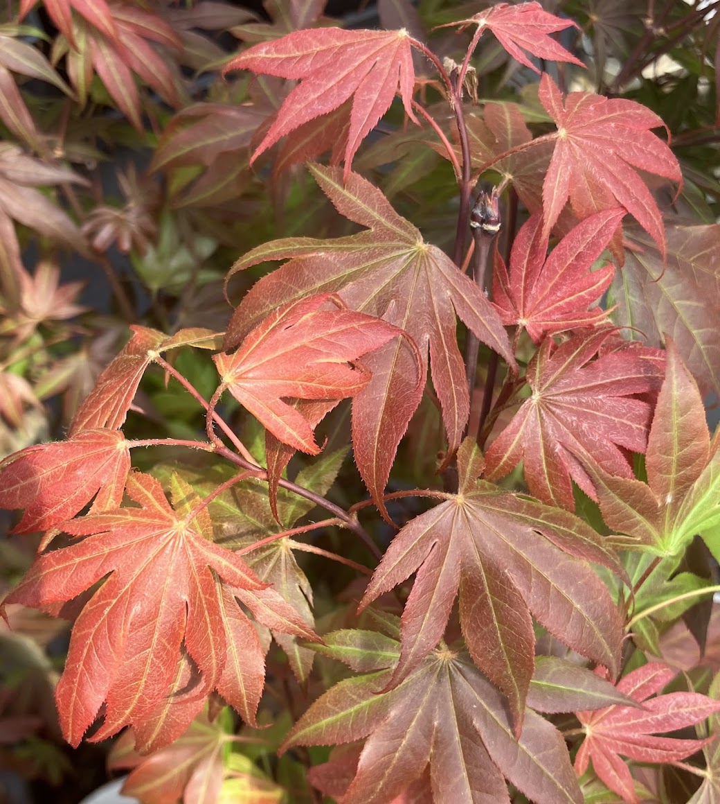 Acer palmatum 'Oregon Sunset'