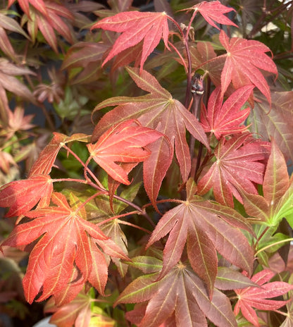 Acer palmatum 'Oregon Sunset'