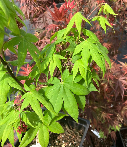 Acer palmatum 'Osakazuki'