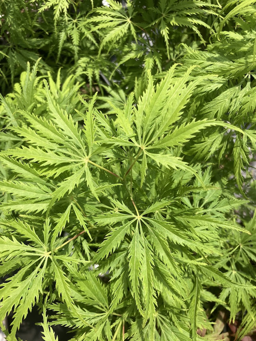 Acer palmatum 'Filigree'