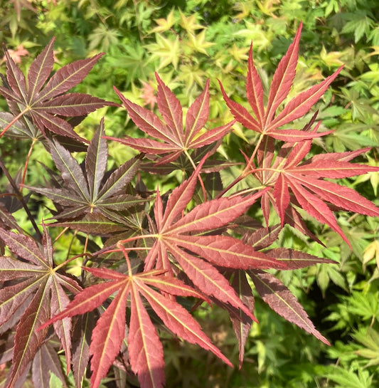 Acer palmatum 'Jeannie's Dream'