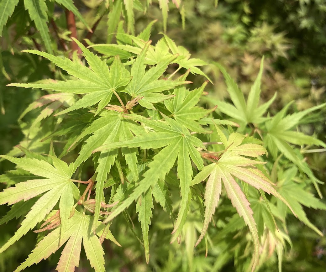 Acer palmatum "Tom Krenitsky's WB"  RARE  NEW RELEASE