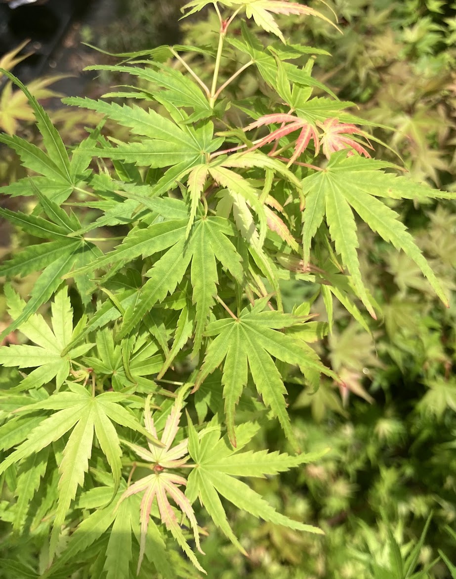 Acer palmatum "Tom Krenitsky's WB"  RARE  NEW RELEASE