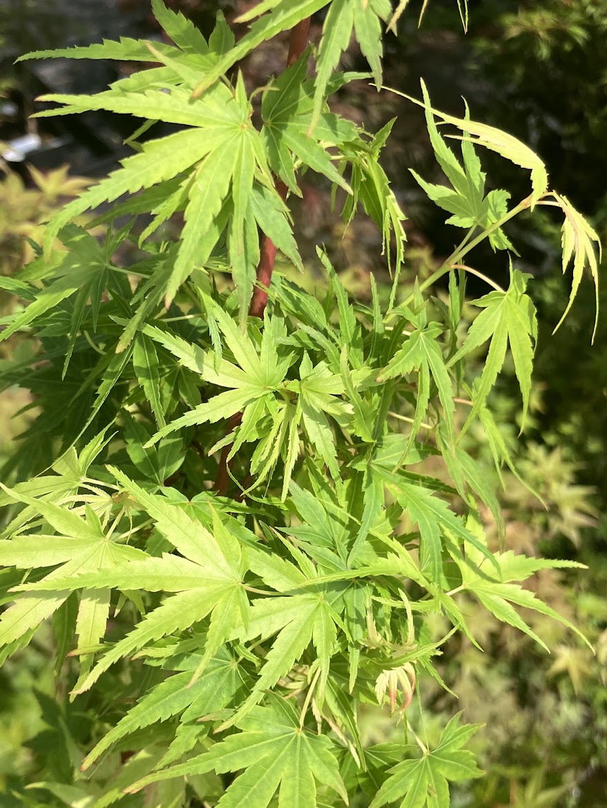Acer palmatum "Tom Krenitsky's WB"  RARE  NEW RELEASE