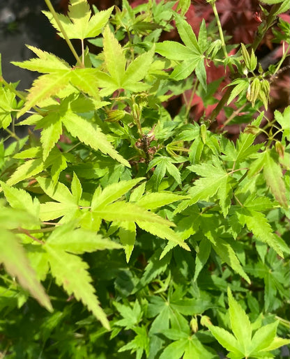 Acer palmatum 'Saiho'