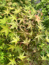 Acer palmatum 'Chishio Improved' Red Japanese Maple