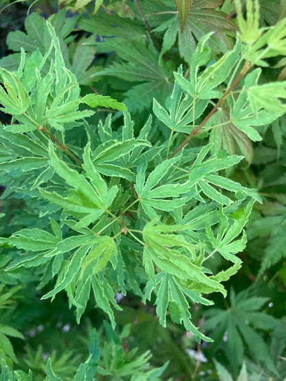 Acer palmatum 'Ao Kanzashi' Japanese Maple