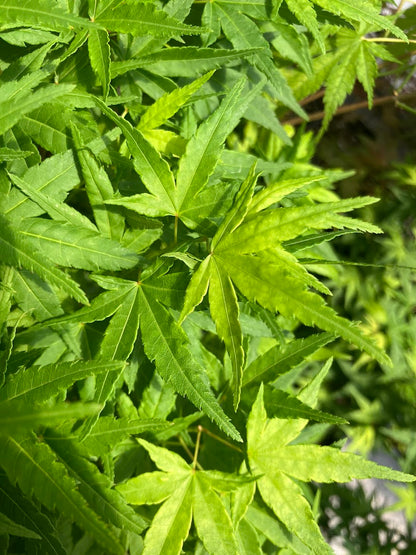 Acer palmatum 'Seiun Kaku'