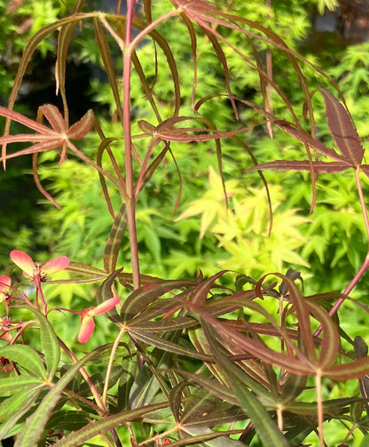 Acer palmatum 'Hubb's Red Willow'