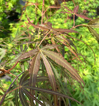 Acer palmatum 'Hubb's Red Willow'