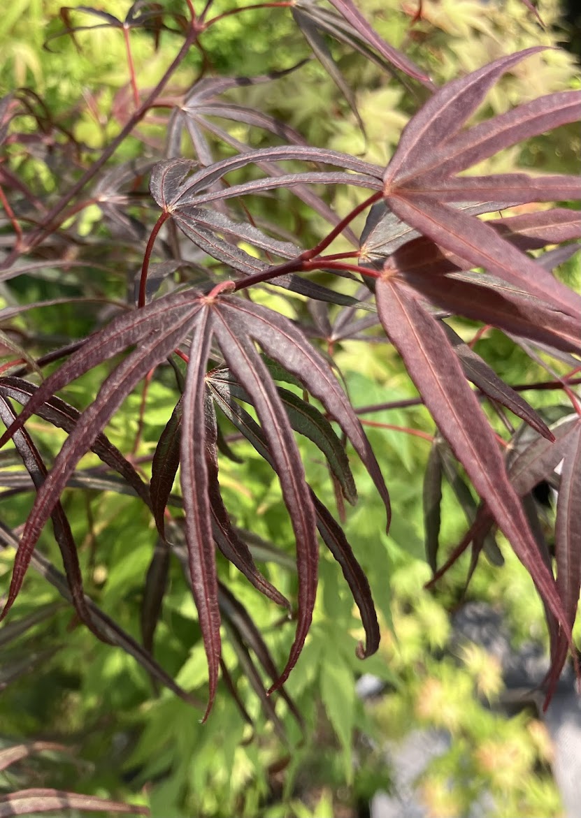 Acer palmatum 'Pun Kil'