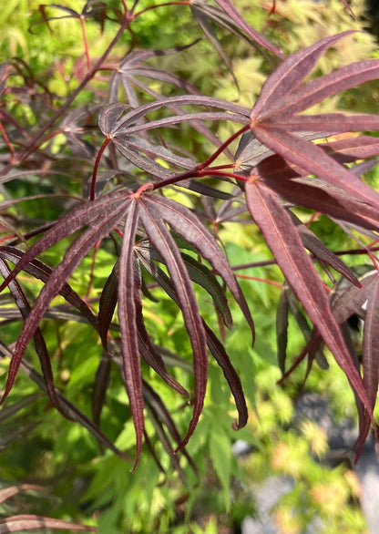 Acer palmatum 'Pun Kil'