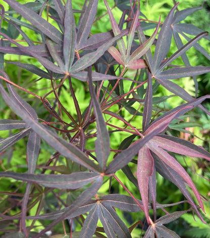Acer palmatum 'Enkan'