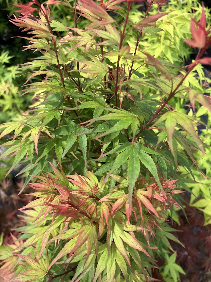 Acer palmatum 'Kuro Hime' Princess Japanese Maple