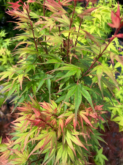 Acer palmatum 'Kuro Hime' Princess Japanese Maple