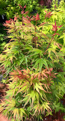 Acer palmatum 'Kuro Hime' Princess Japanese Maple