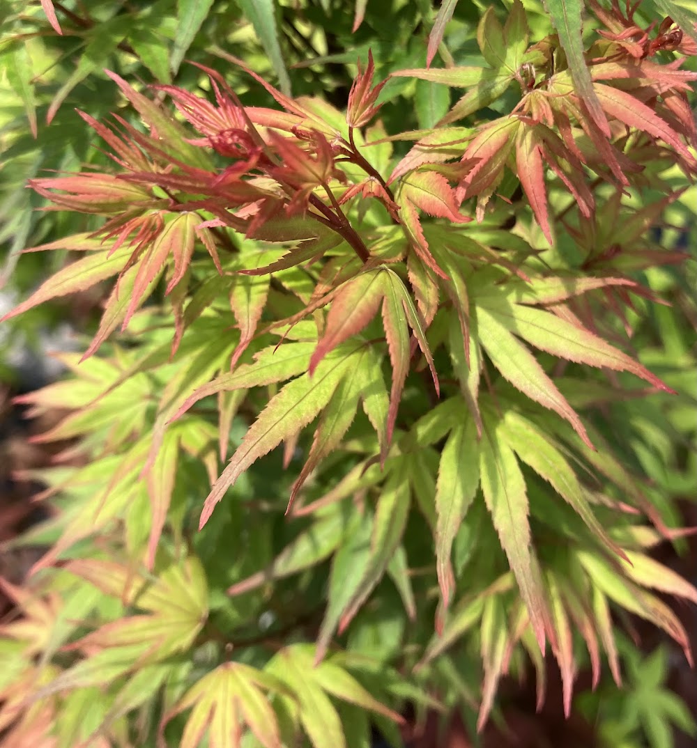 Acer palmatum 'Kuro Hime' Princess Japanese Maple