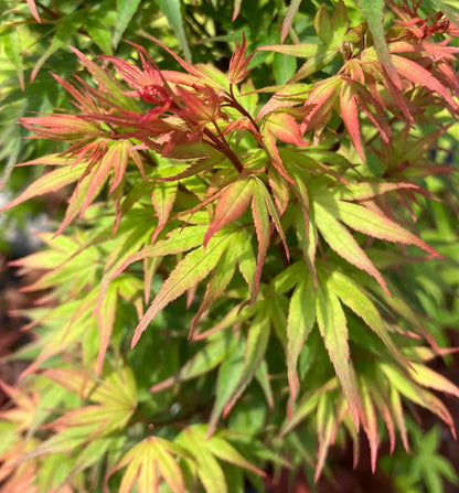 Acer palmatum 'Kuro Hime' Princess Japanese Maple