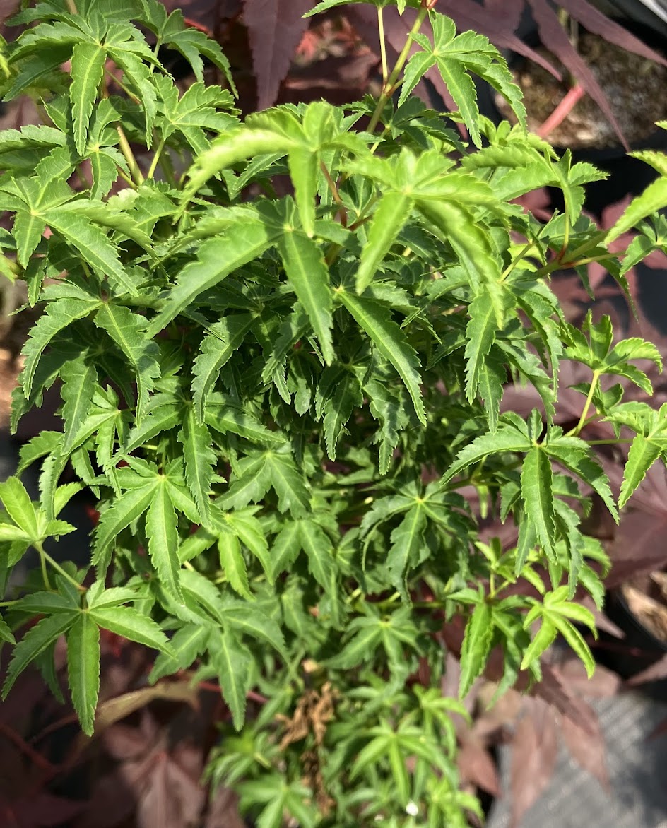 Acer palmatum 'Meijishi'