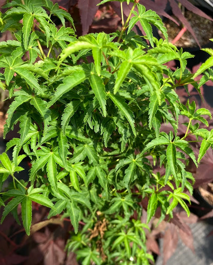 Acer palmatum 'Meijishi'