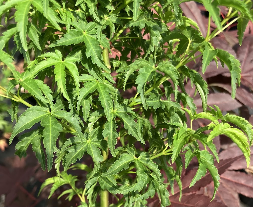 Acer palmatum 'Meijishi' – Garden Treasures Nursery