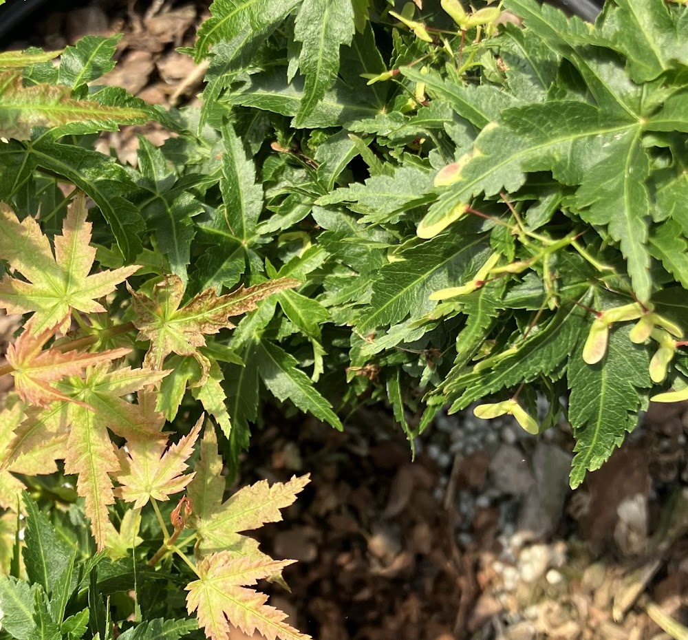 Acer palmatum 'Roja Yatsubusa'