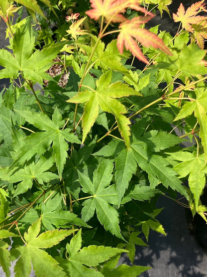 Acer palmatum 'Kashima Yatsubusa' Dwarf Japanese Maple