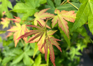 Acer palmatum 'Kashima Yatsubusa' Dwarf Japanese Maple