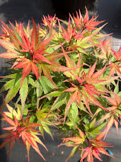Acer palmatum 'Kuro Hime' Princess Japanese Maple