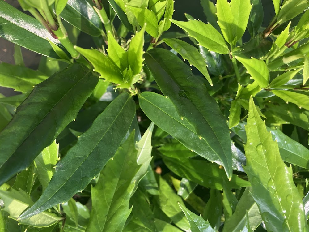 Aucuba japonica f. longifolia