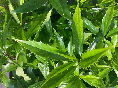 Aucuba japonica f. longifolia